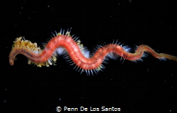 Dragon. A polycheate found wriggling in the dark water du... by Penn De Los Santos 